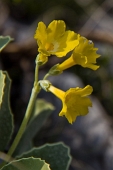 16_Primula Orecchia d'orso